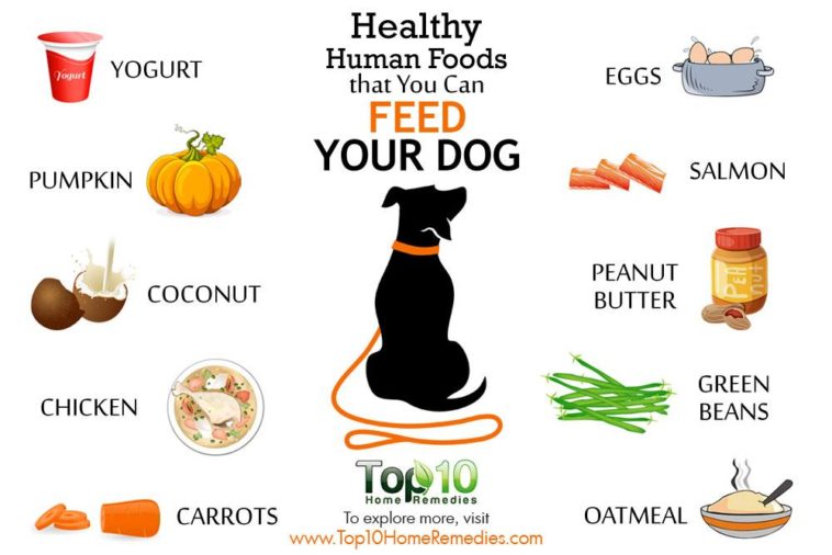 What is the healthiest food to feed your dog?