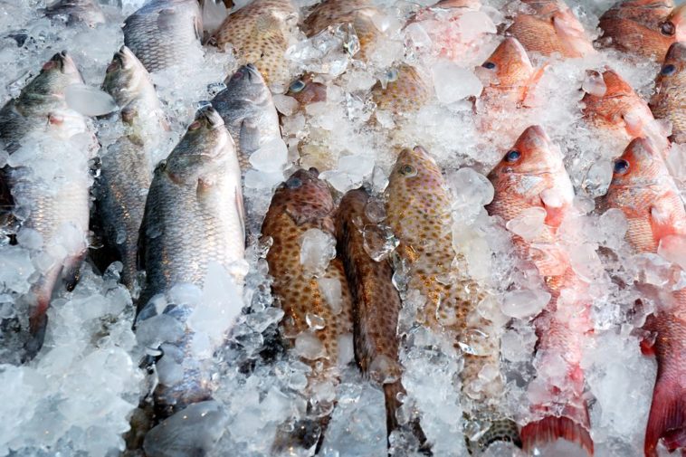 What is the healthiest frozen fish?