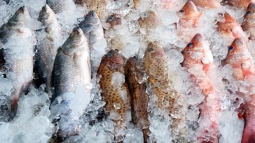 What is the healthiest frozen fish?