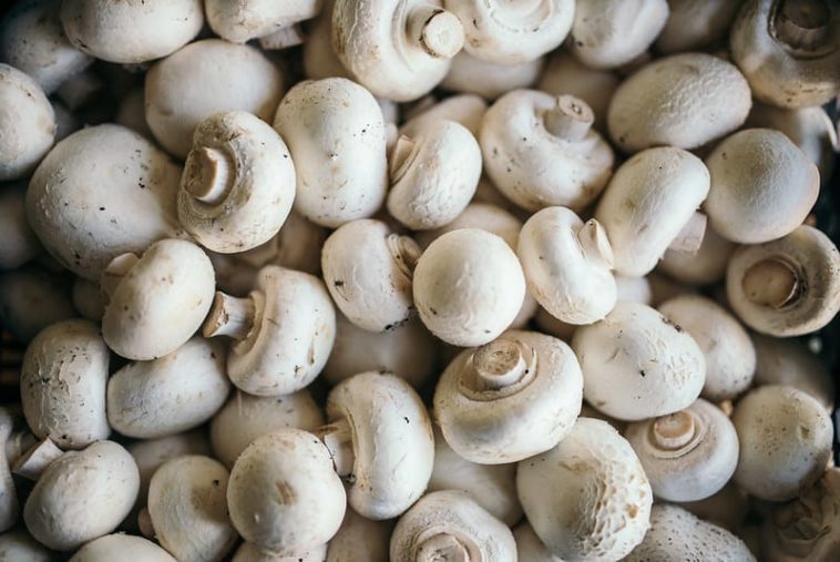 What is the healthiest mushrooms to eat?