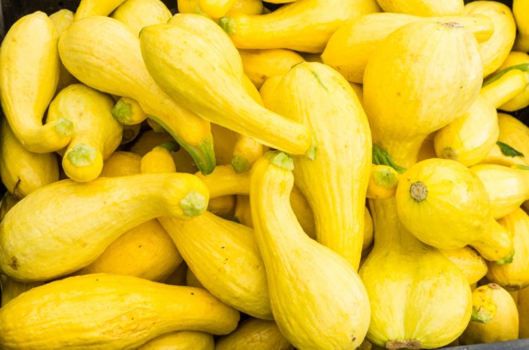 What is the healthiest type of squash?