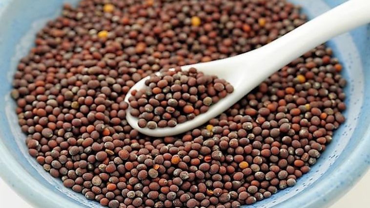 What is the hottest mustard in the world?