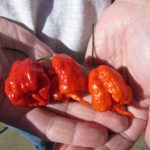 What is the hottest natural pepper on Earth?