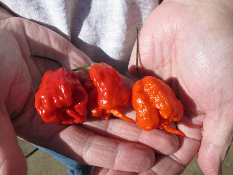 What is the hottest natural pepper on Earth?