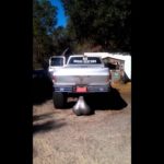 What is the largest nut?