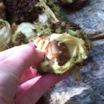 What is the miracle fruit that cures diabetes?