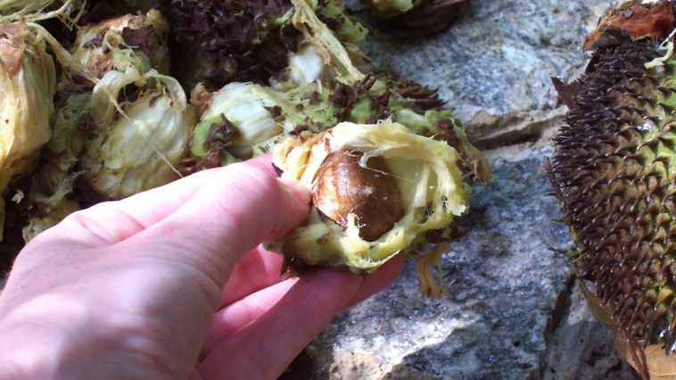 What is the miracle fruit that cures diabetes?