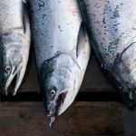 What is the most common type of salmon?