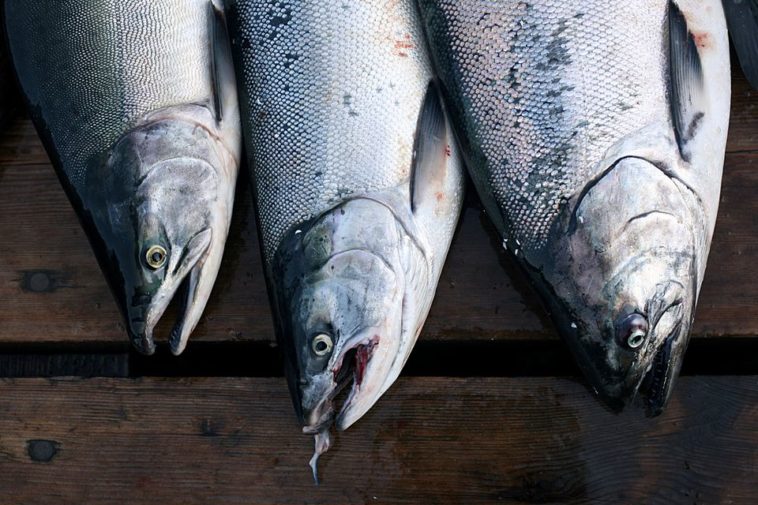 What is the most common type of salmon?