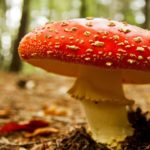 What is the most dangerous mushroom?