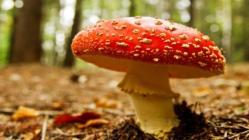 What is the most dangerous mushroom?