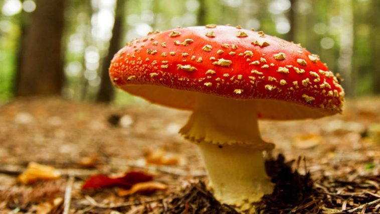 What is the most dangerous mushroom?