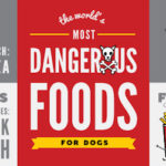 What is the most deadly food for dogs?