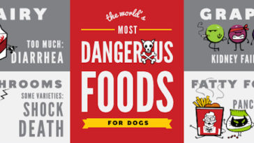 What is the most deadly food for dogs?