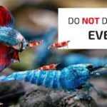 What is the most expensive shrimp?