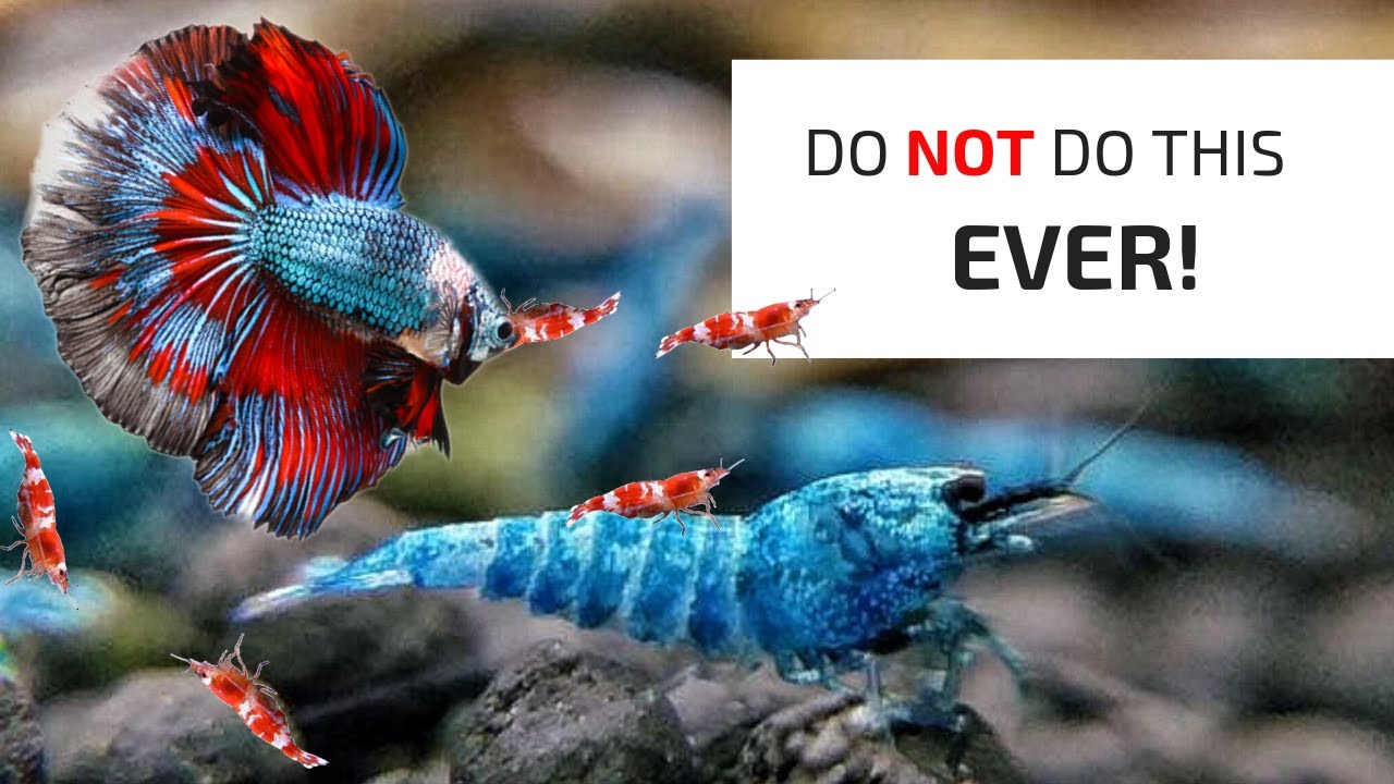 What is the most expensive shrimp?