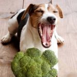 What is the most healthiest dog food?