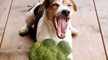 What is the most healthiest dog food?