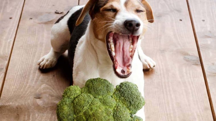 What is the most healthiest dog food?