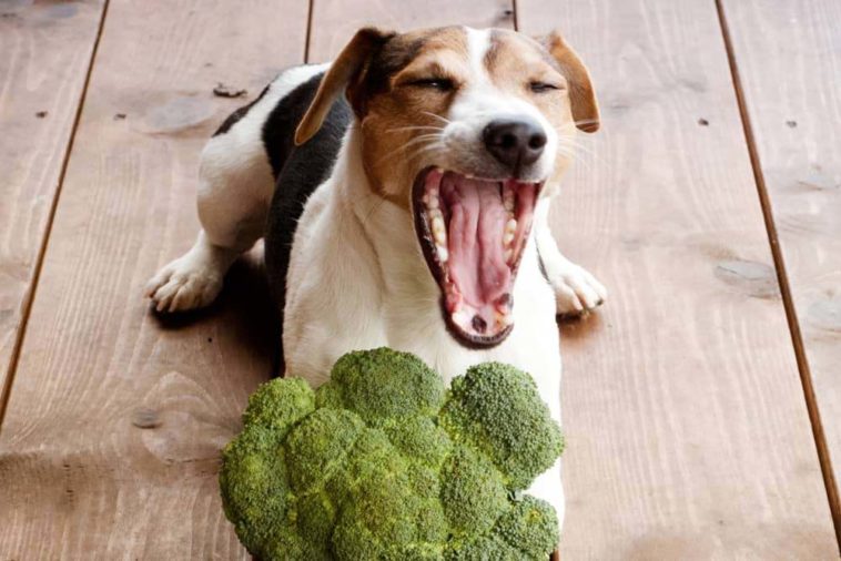 What is the most healthiest dog food?