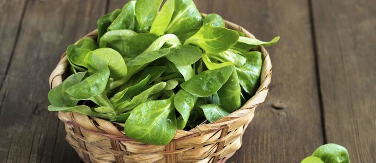 What is the most popular lettuce?