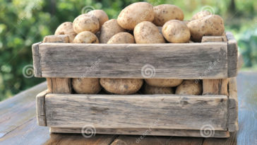What is the purpose of a potato box?