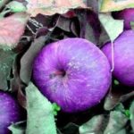 What is the rarest apple?