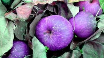 What is the rarest apple?