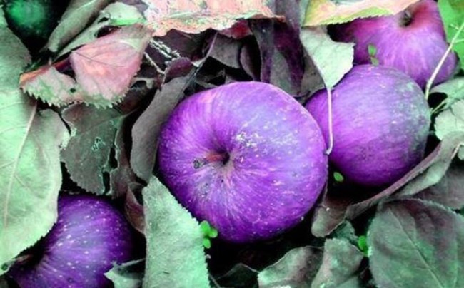 What is the rarest apple?