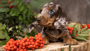 What is the rarest color for a dachshund?