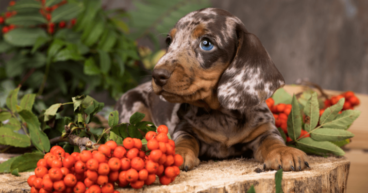 What is the rarest color for a dachshund?