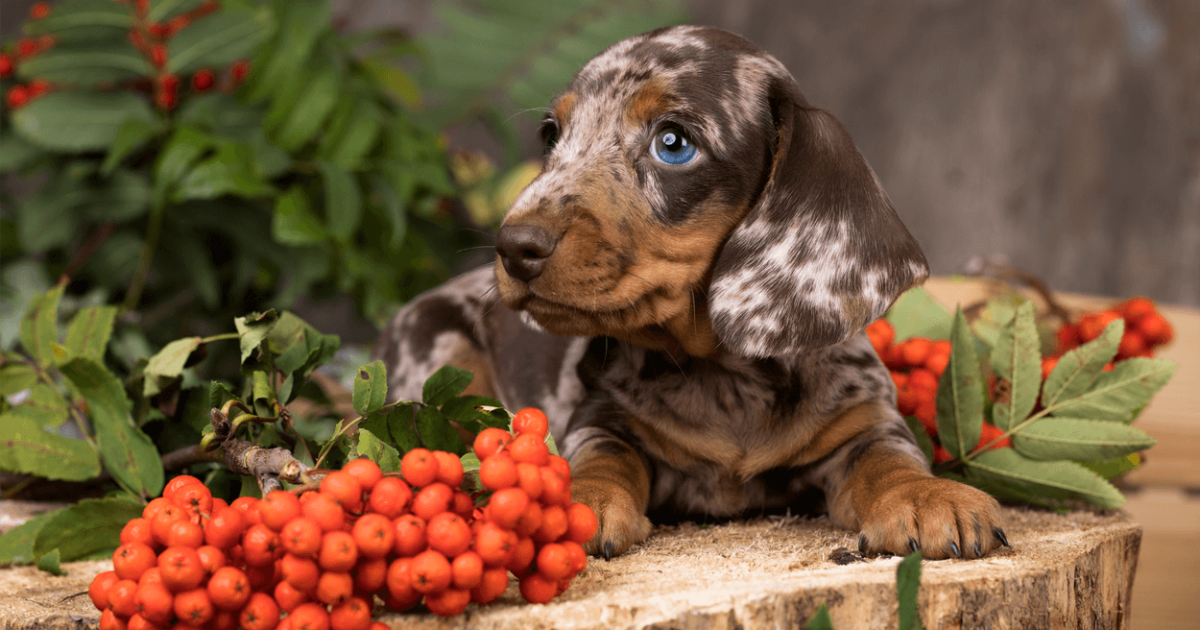 what-is-the-rarest-color-for-a-dachshund