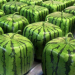 What is the rarest food on earth?