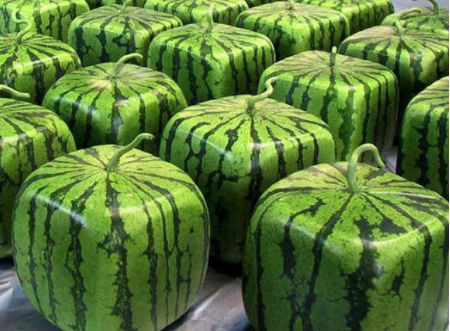 What is the rarest food on earth?