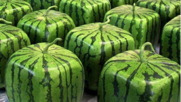 What is the rarest food on earth?