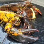 What is the rarest lobster in the world?