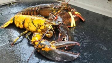 What is the rarest lobster in the world?