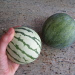What is the smallest watermelon in the world?