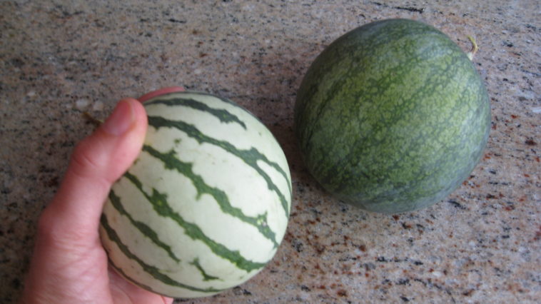 What is the smallest watermelon in the world?