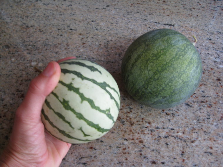 What is the smallest watermelon in the world?