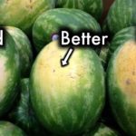 What is the sweetest watermelon?