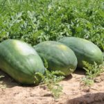What is the sweetest watermelon variety?
