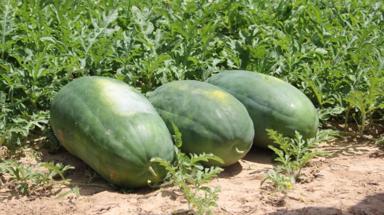 What is the sweetest watermelon variety?