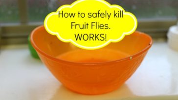 What kills fruit flies instantly?