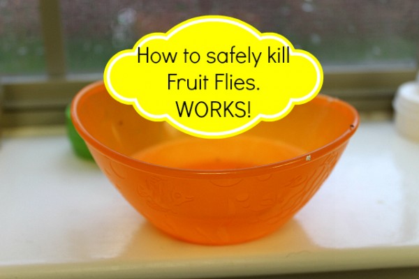 What kills fruit flies instantly?