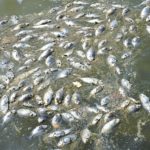 What kills the smell of fish?