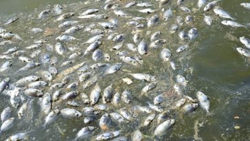 What kills the smell of fish?