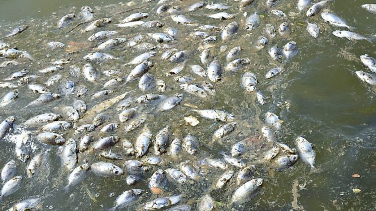 What kills the smell of fish?