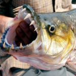 What kind of fish does long johns use?