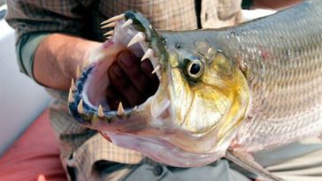 What kind of fish does long johns use?